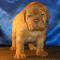 Evra as a baby, dogue de bordeaux